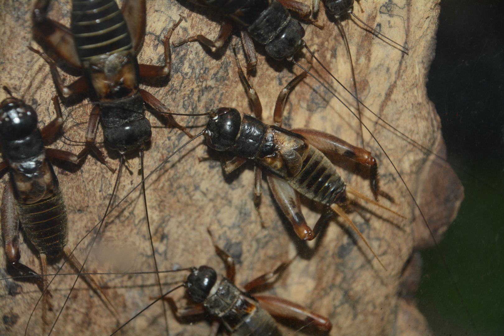 Yaeyama cricket (Duolandrevus guntheri)