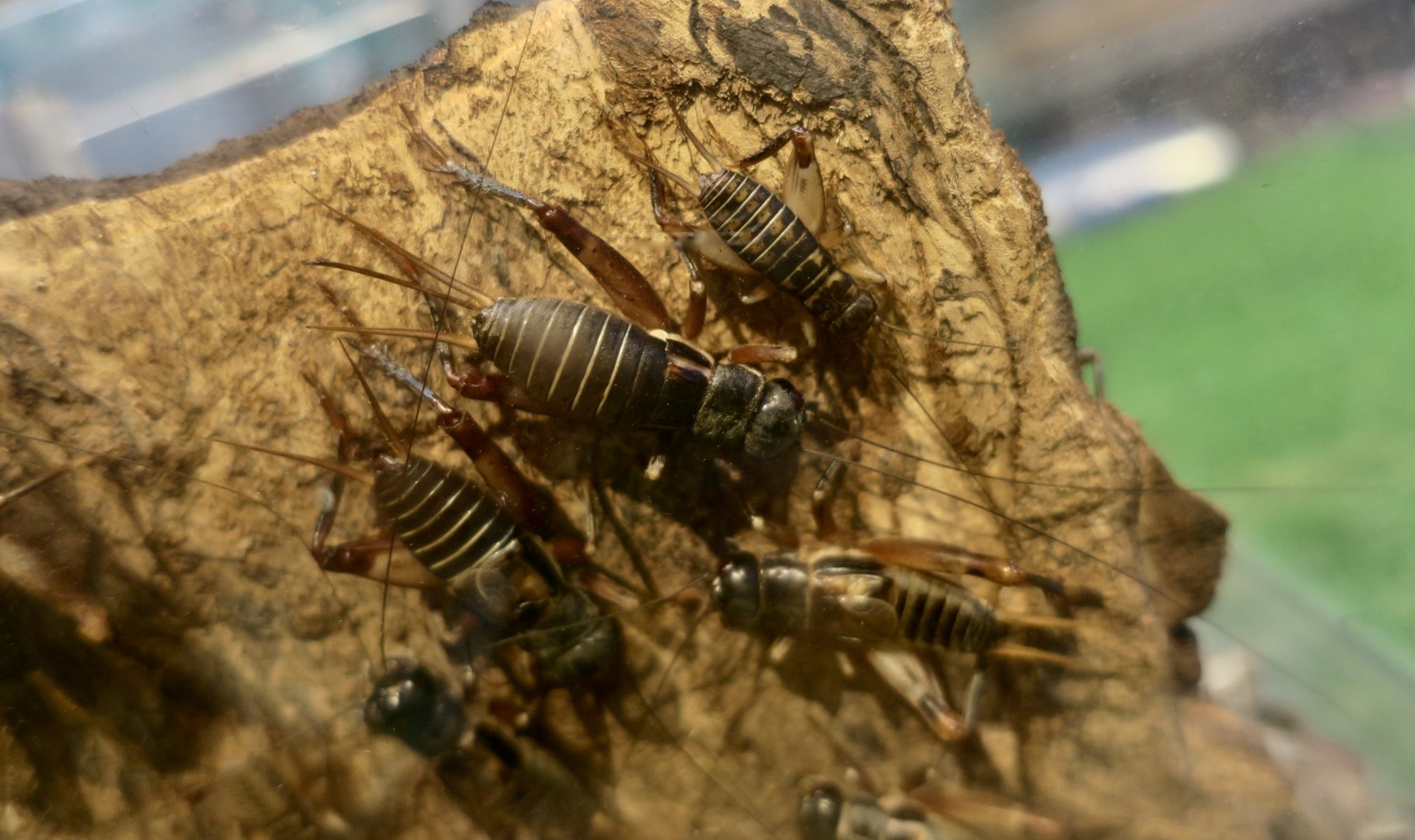 Yaeyama Cricket (Duolandrevus guntheri)