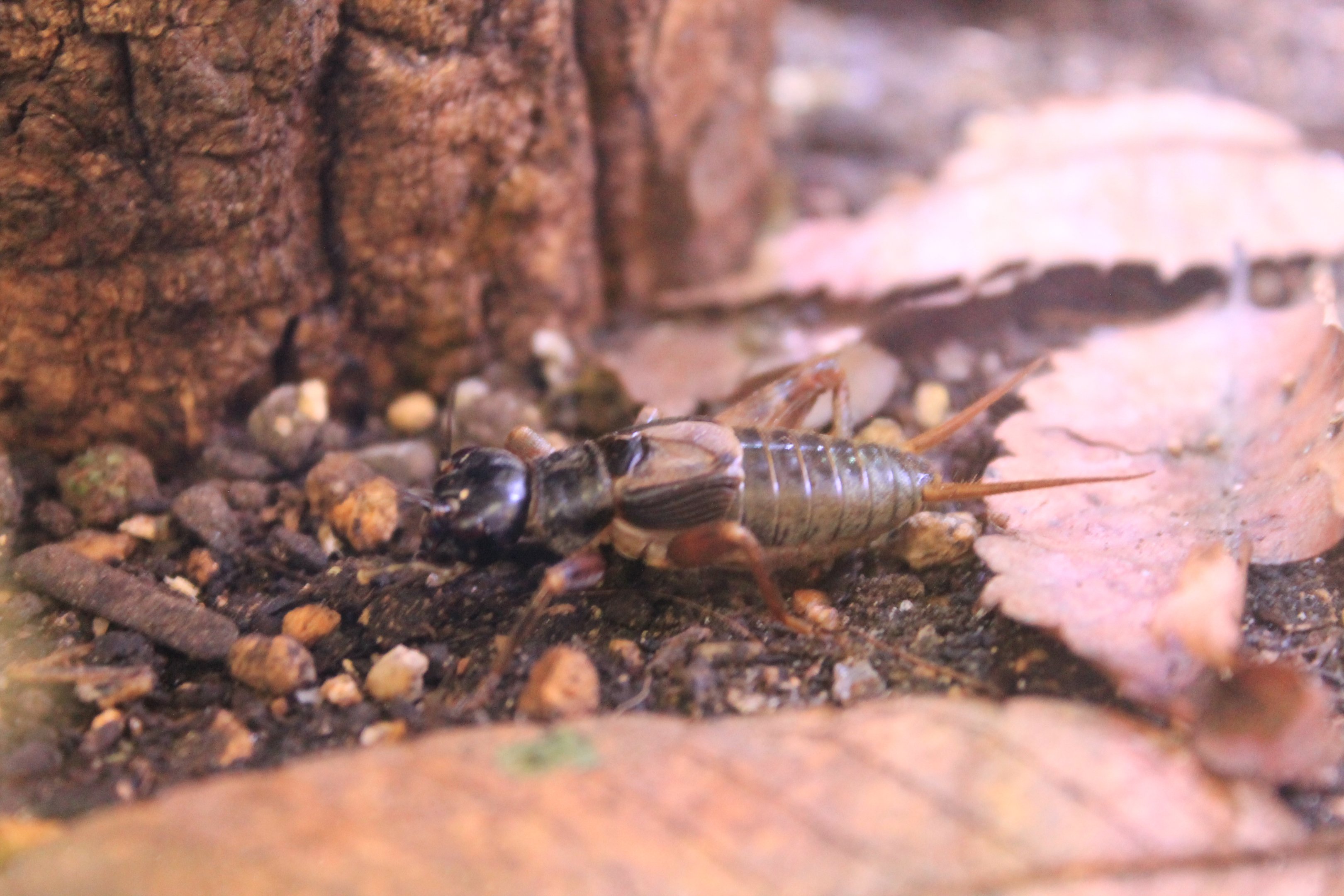 Yaeyama Field Cricket (Duolandrevus guntheri)