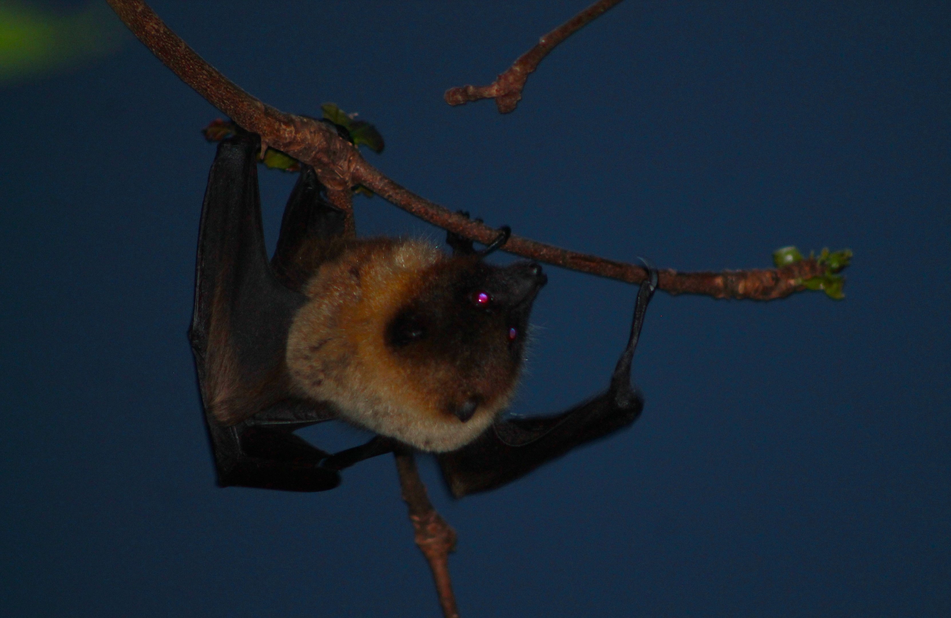 Yaeyama Flying Fox (Pteropus dasymallus yayeyamae)