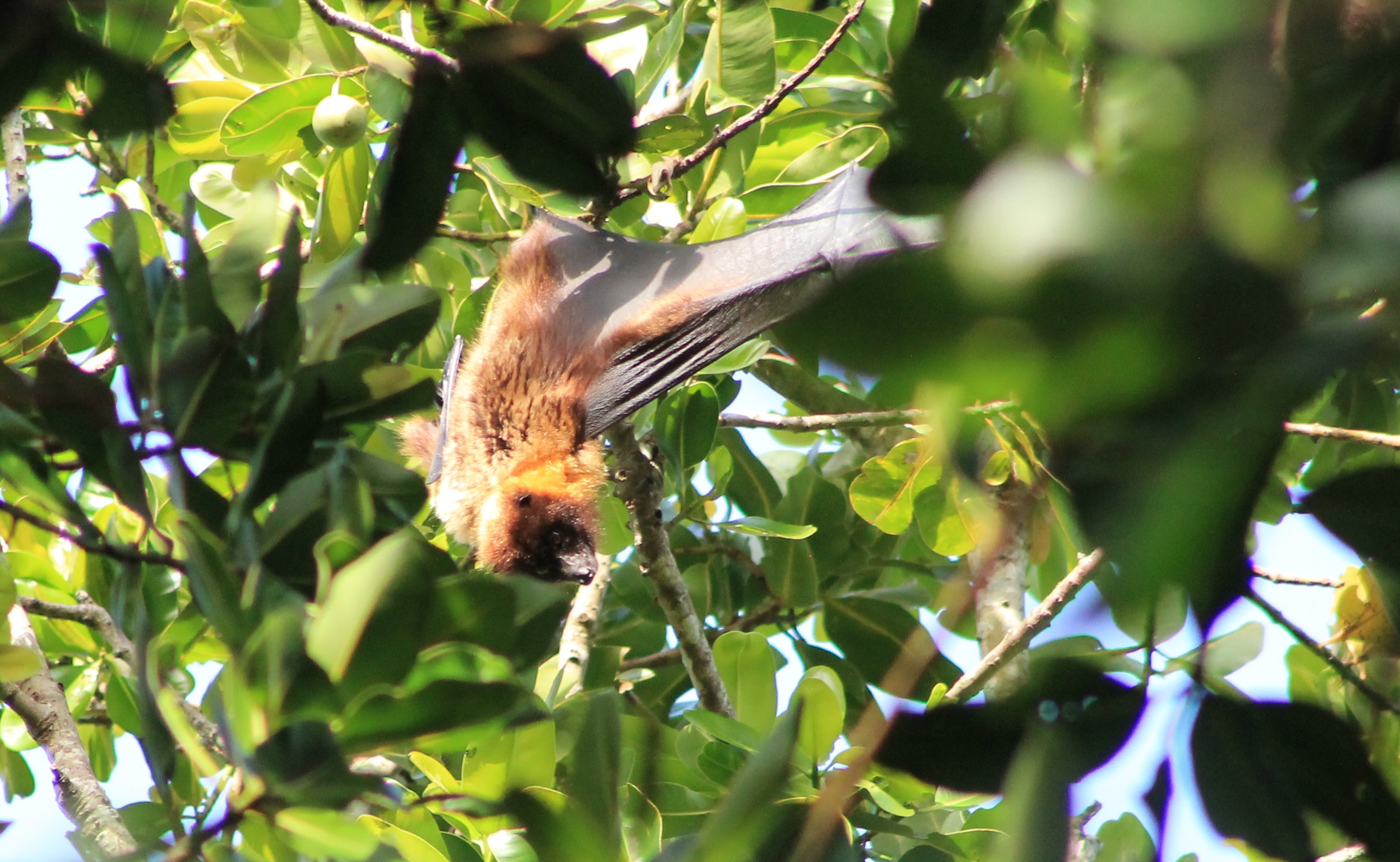 Yaeyama Flying Fox (Pteropus dasymallus yayeyamae)