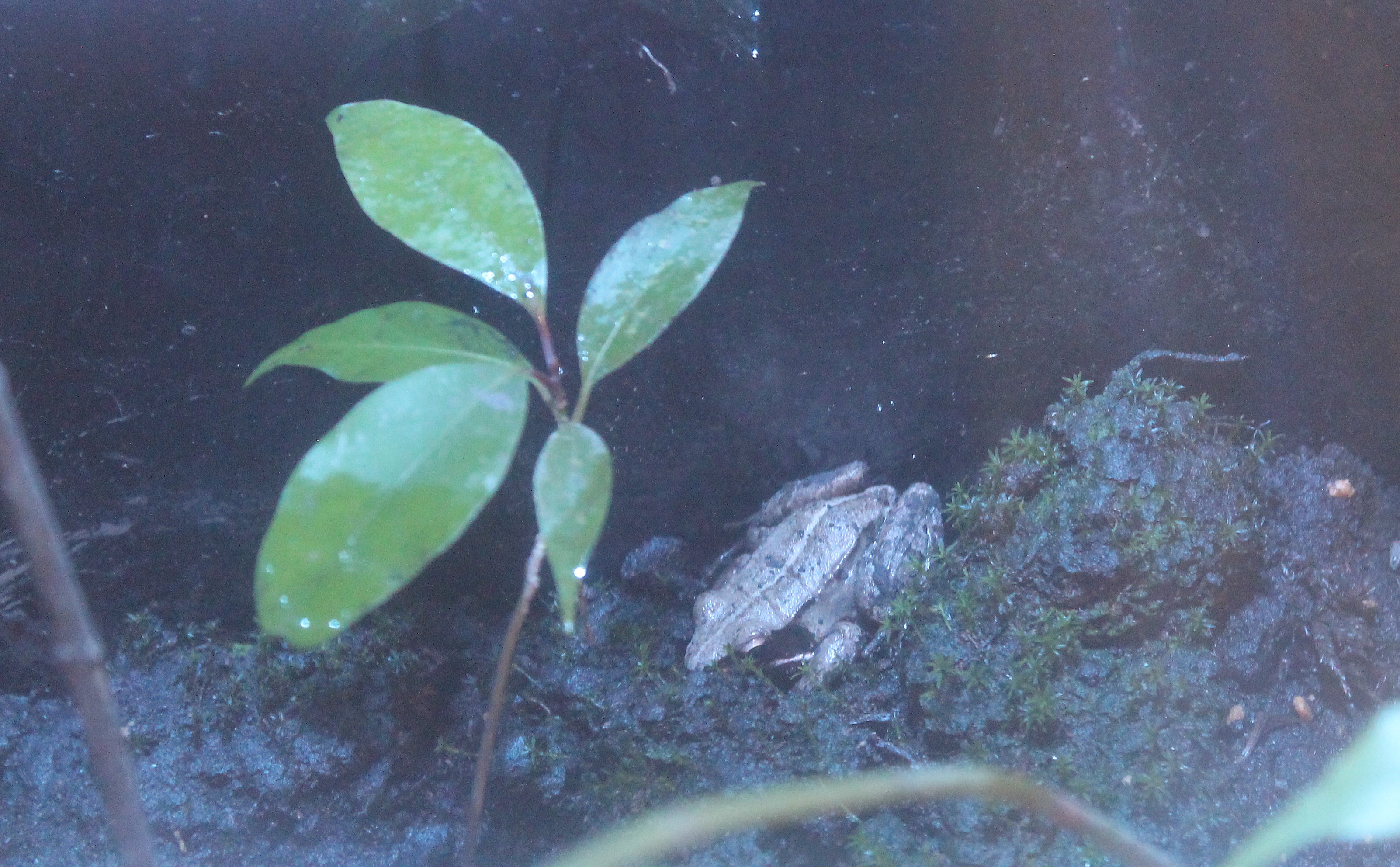 Yaeyama Harpist Frog (Nidirana okinavana)