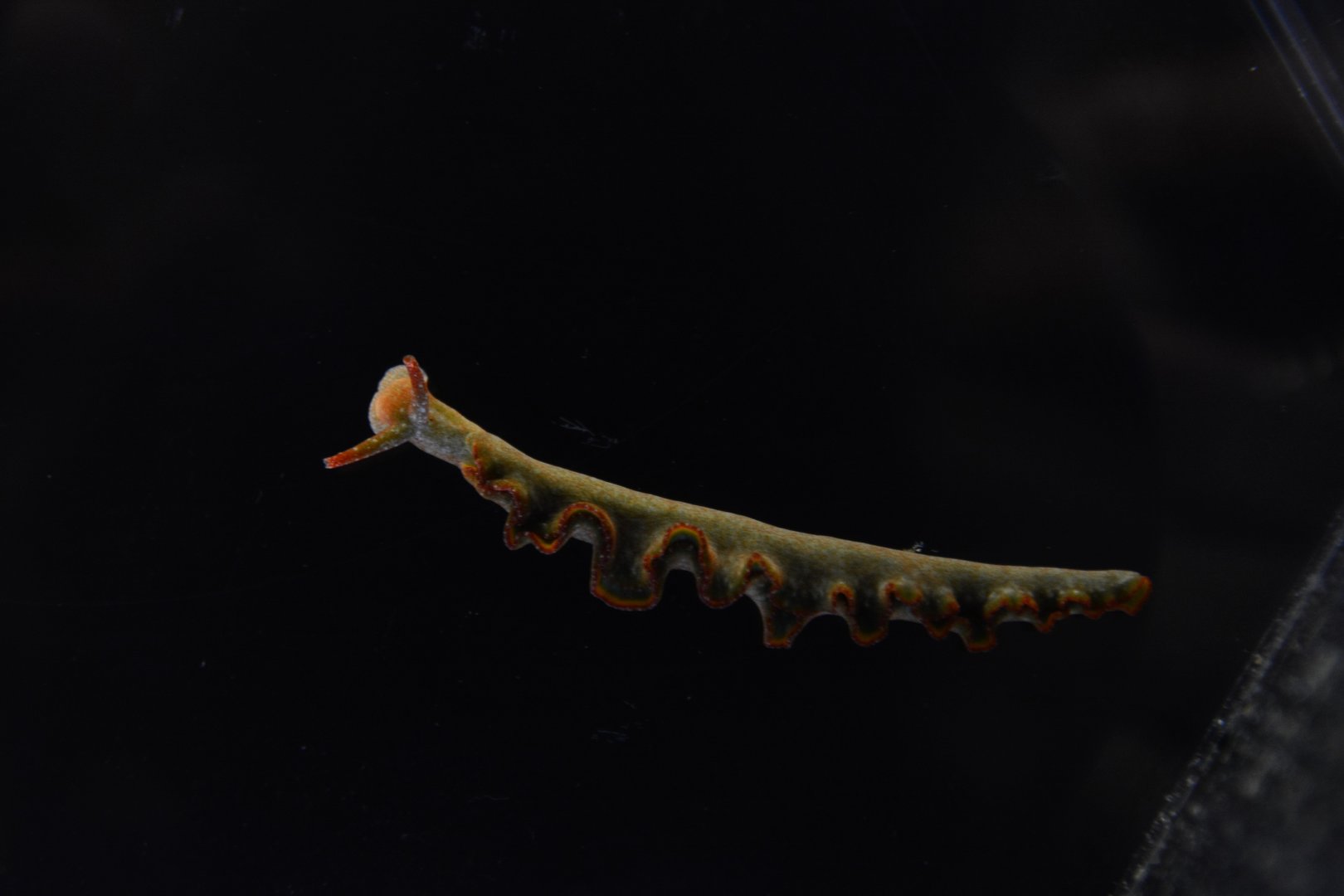 Yaeyama solar-powered sea slug (Elysia yaeyamana)
