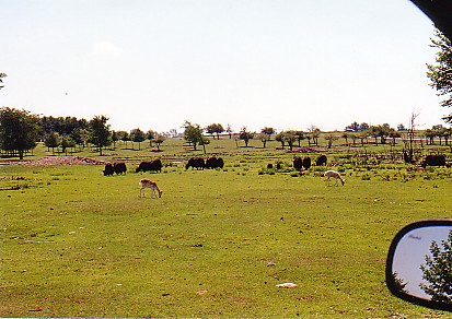 Yak African lion park Canada