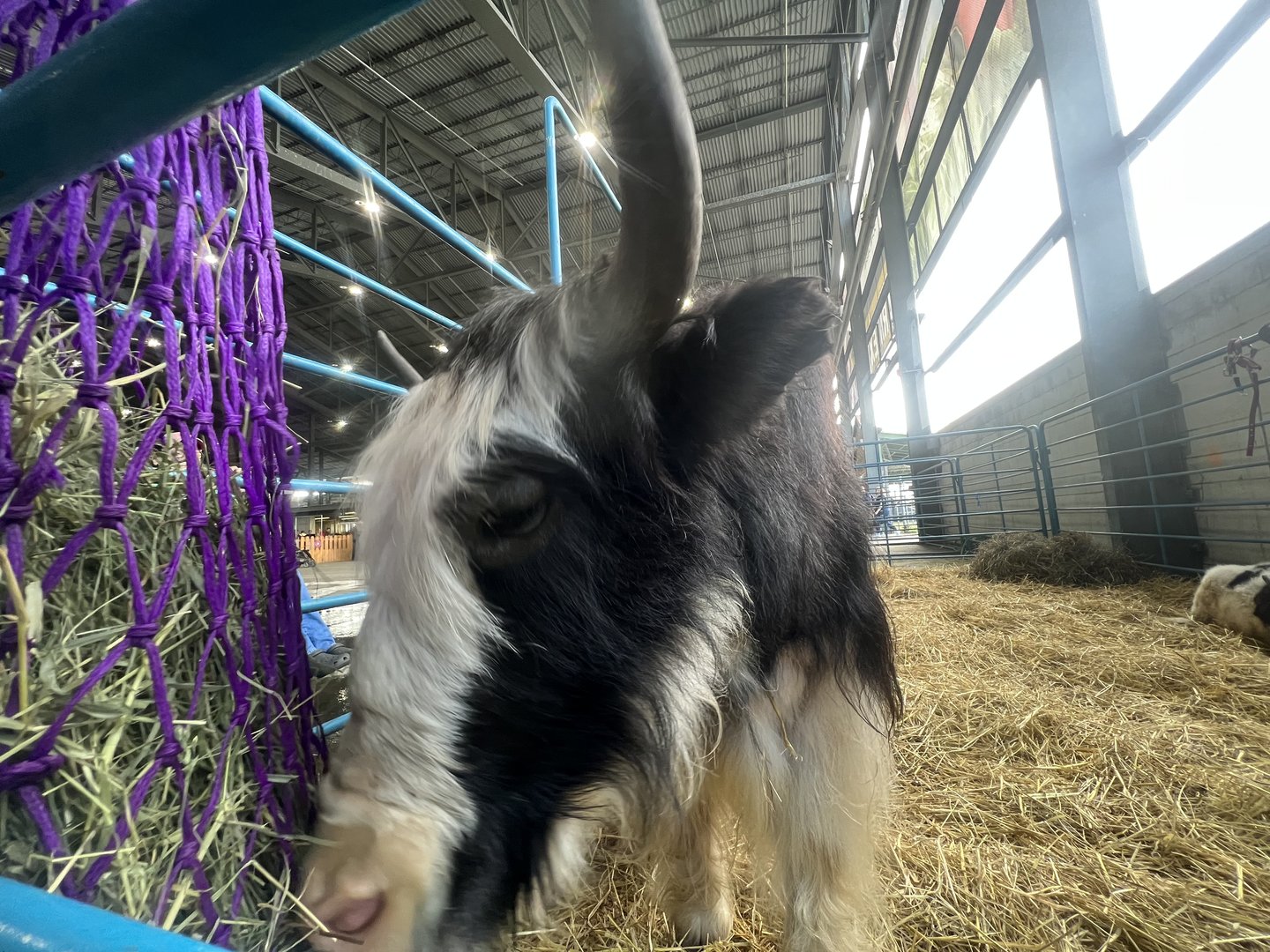 Yak - Alaska State Fair