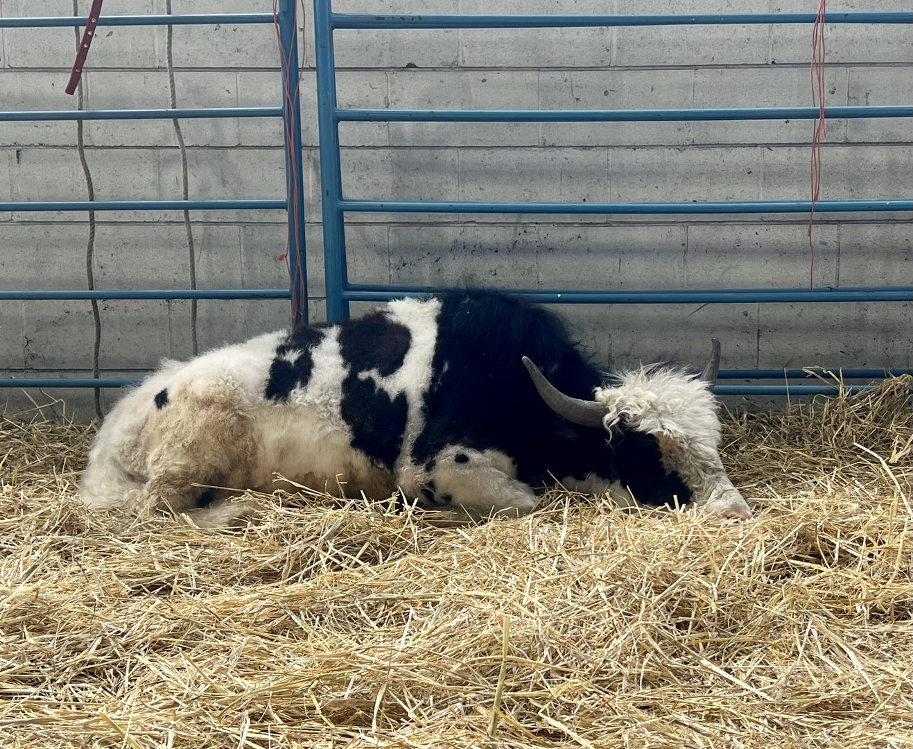 Yak - Alaska State Fair