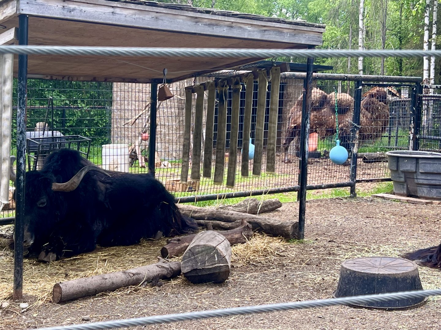 Yak and Bactrian Camel