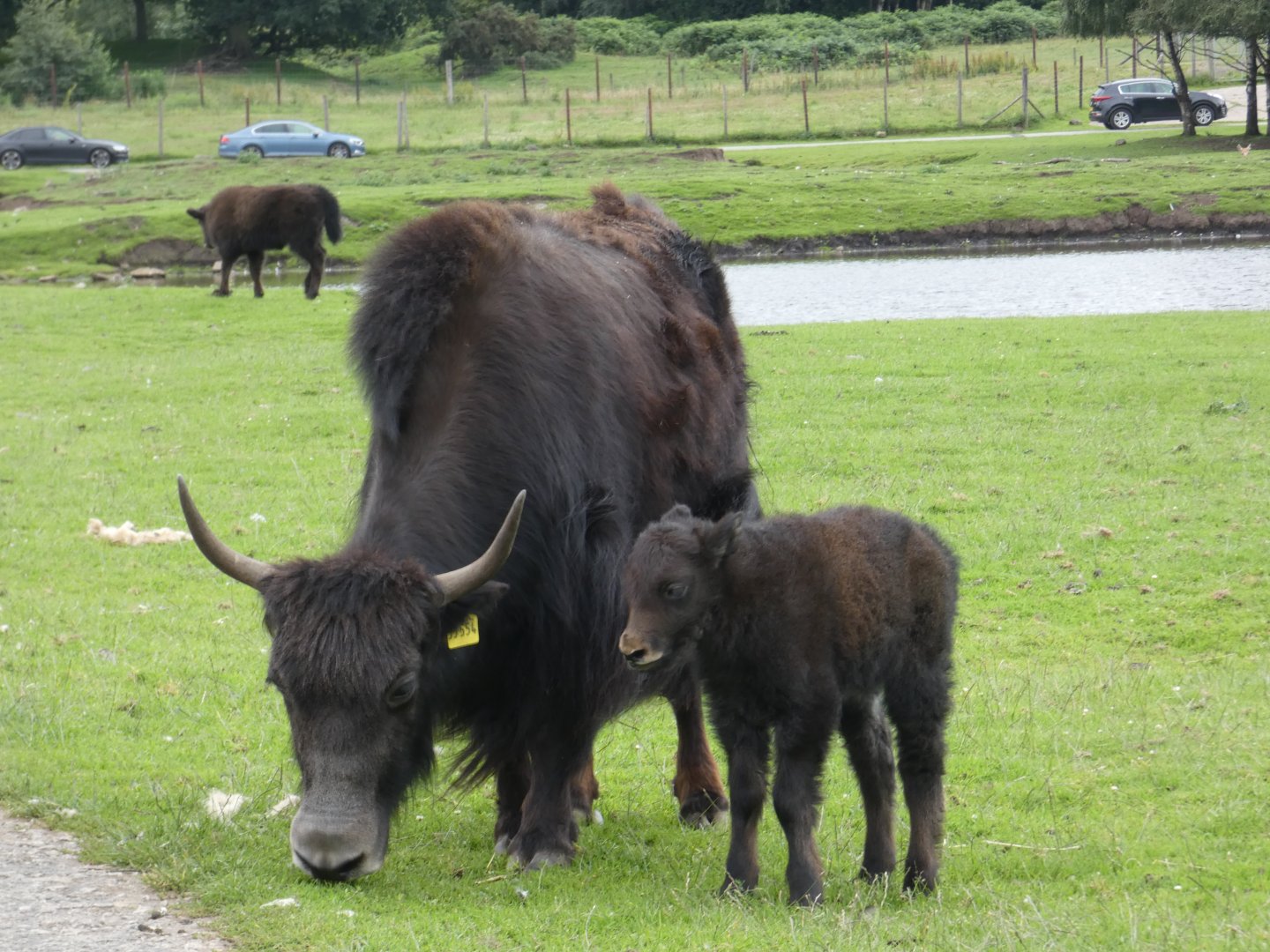 Yak and calf