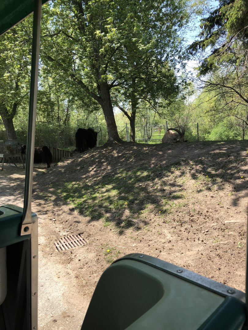 Yak and Male West Caucasian Tur