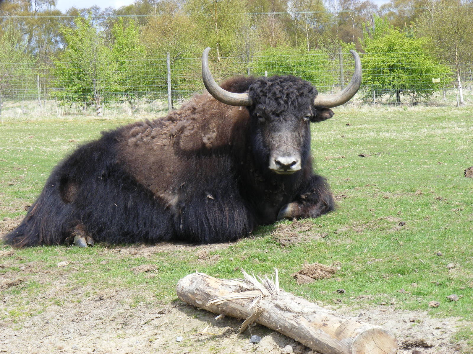 Yak at Highland Wildlife Park, 17 May 2010