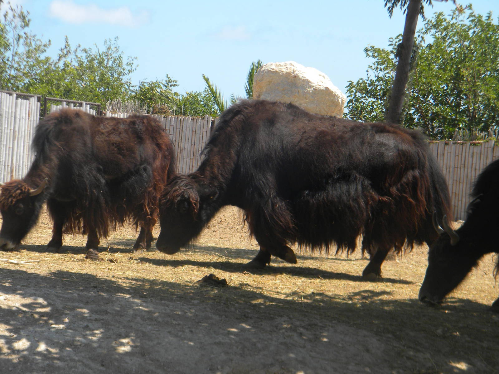 Yak at Terra Natura 29/07/11
