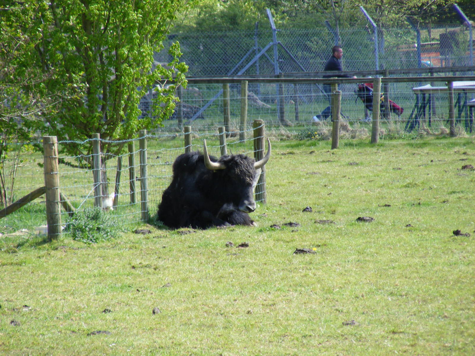 Yak at Trotters World of Animals, 15 May 2010