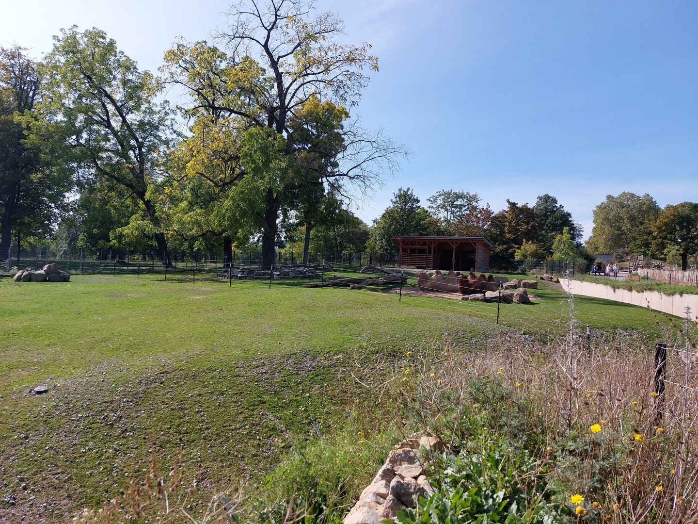 Yak & Bactrian camel exhibits