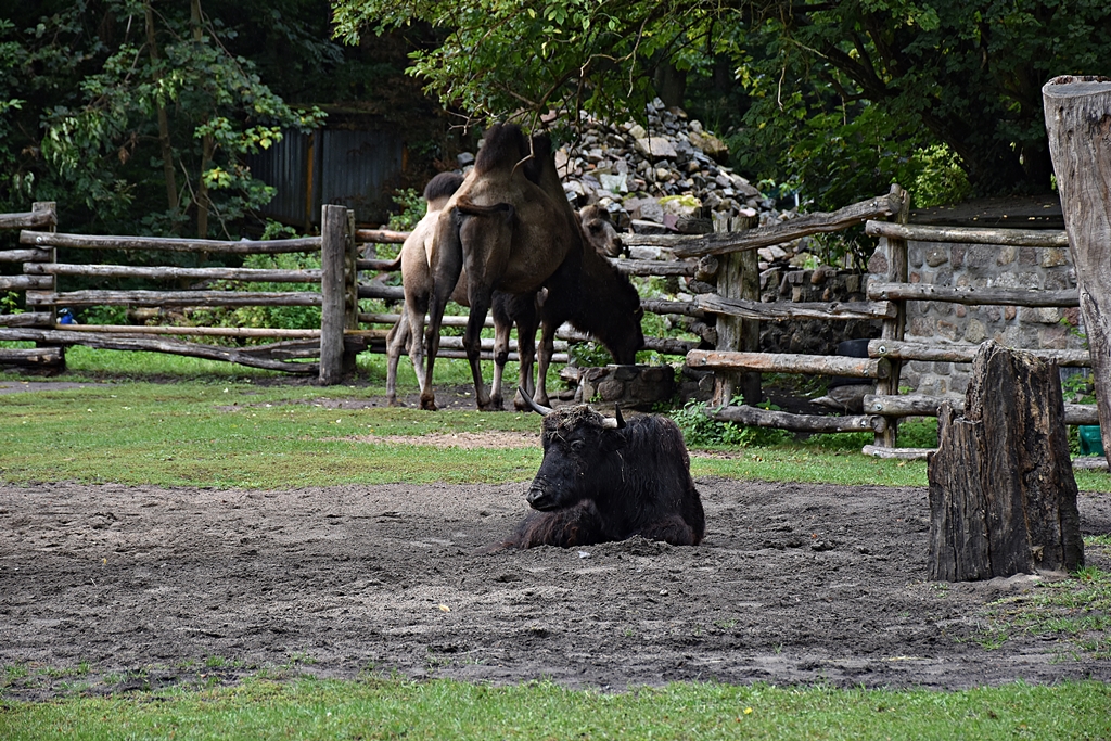 Yak & Bactrian Camel