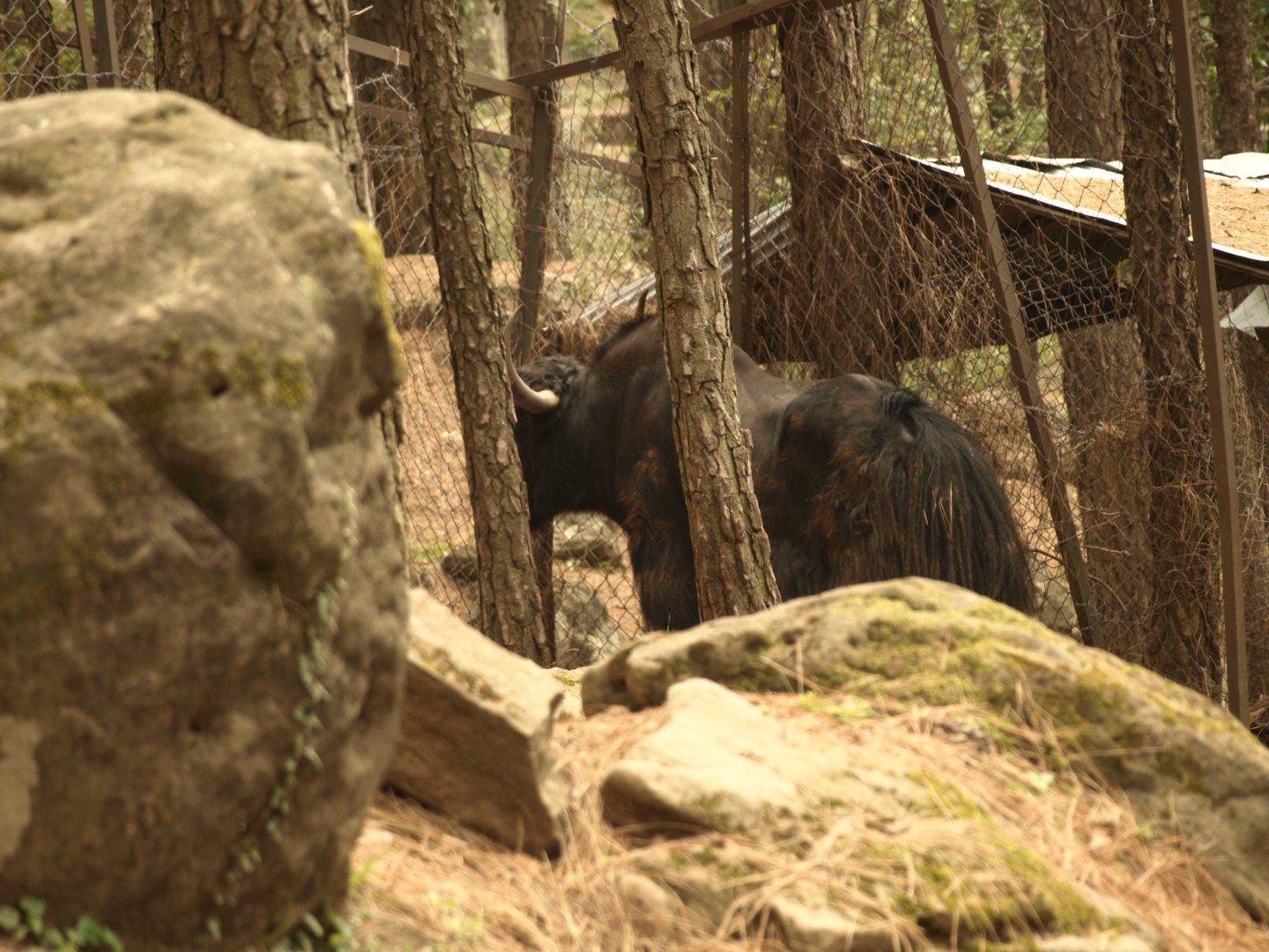 Yak - Bansra Gali Wildlife Park 10/7/2018