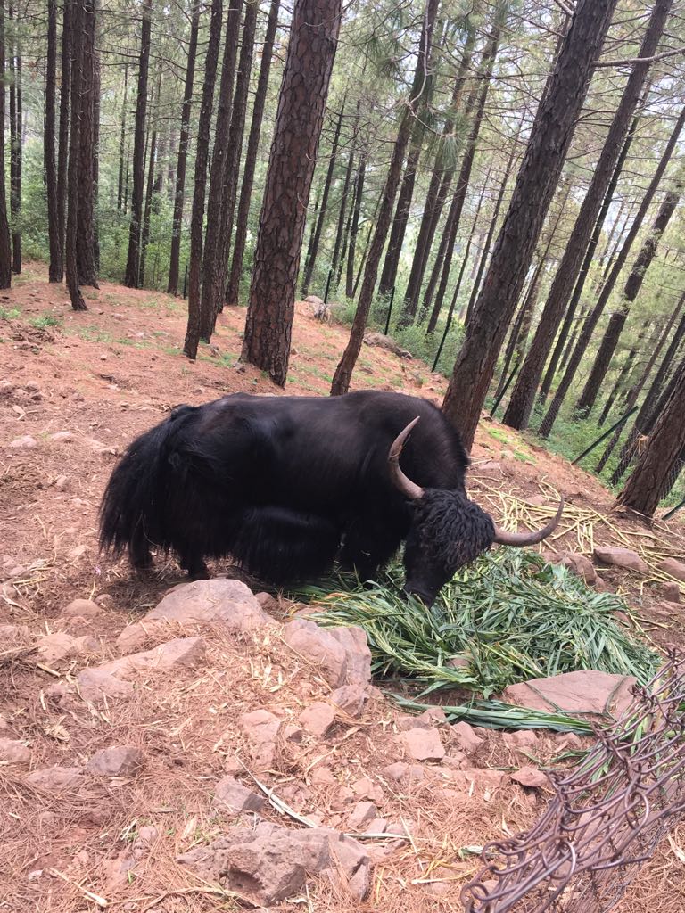 Yak - Bansra Gali Wildlife Park 10/7/2018