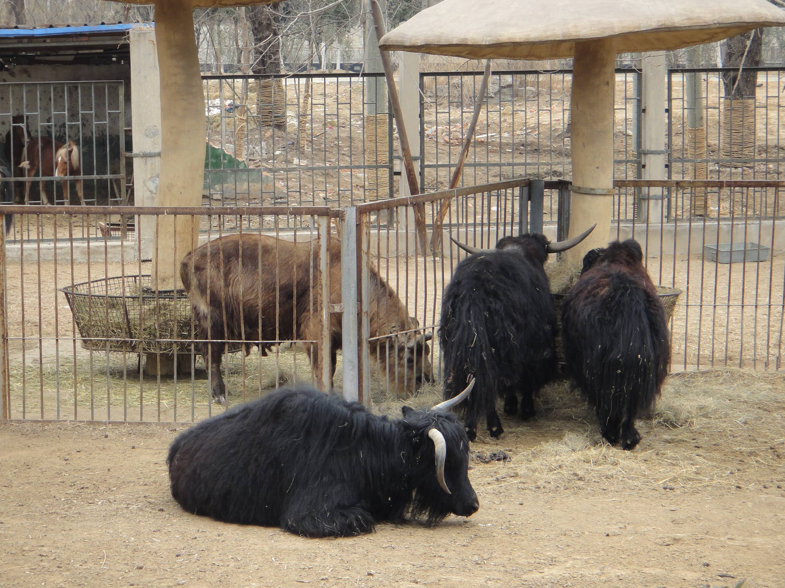 Yak (Bos grunniens) and Sichuan Takin (Budorcas taxicolor tibetana)