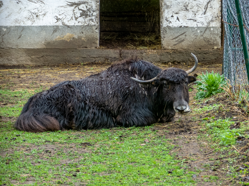 Yak / Bos mutus