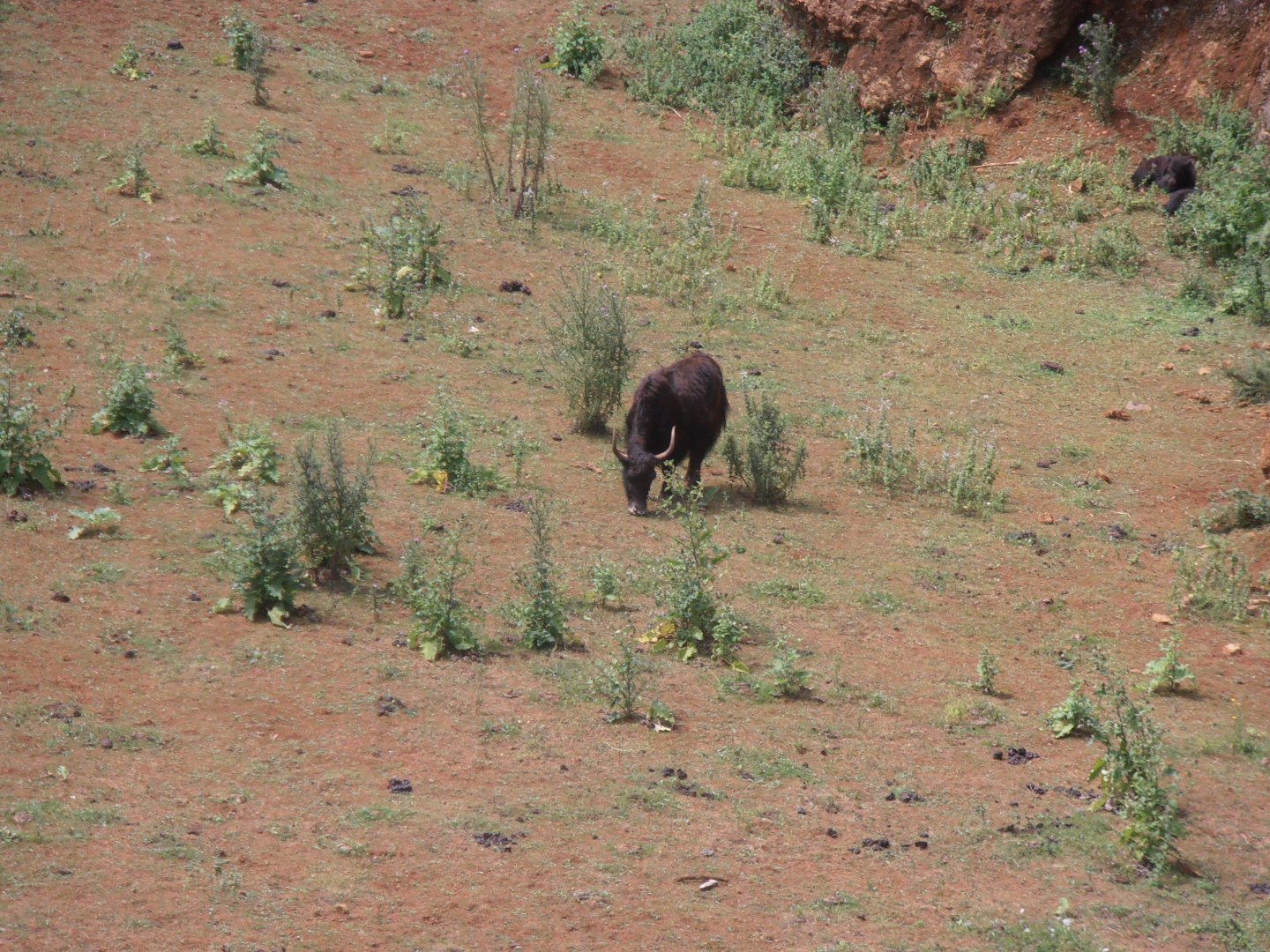 Yak -Cabarceno (2013)