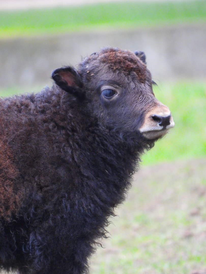 Yak calf- 8th January 2024