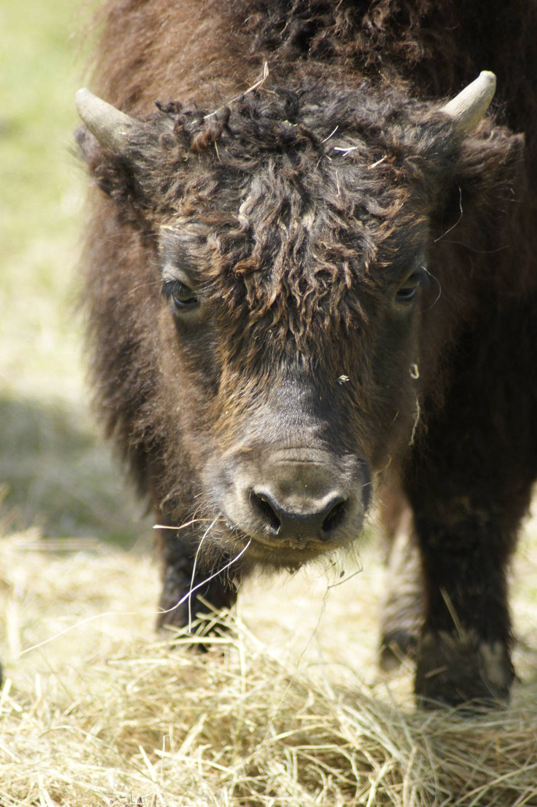 Yak calf