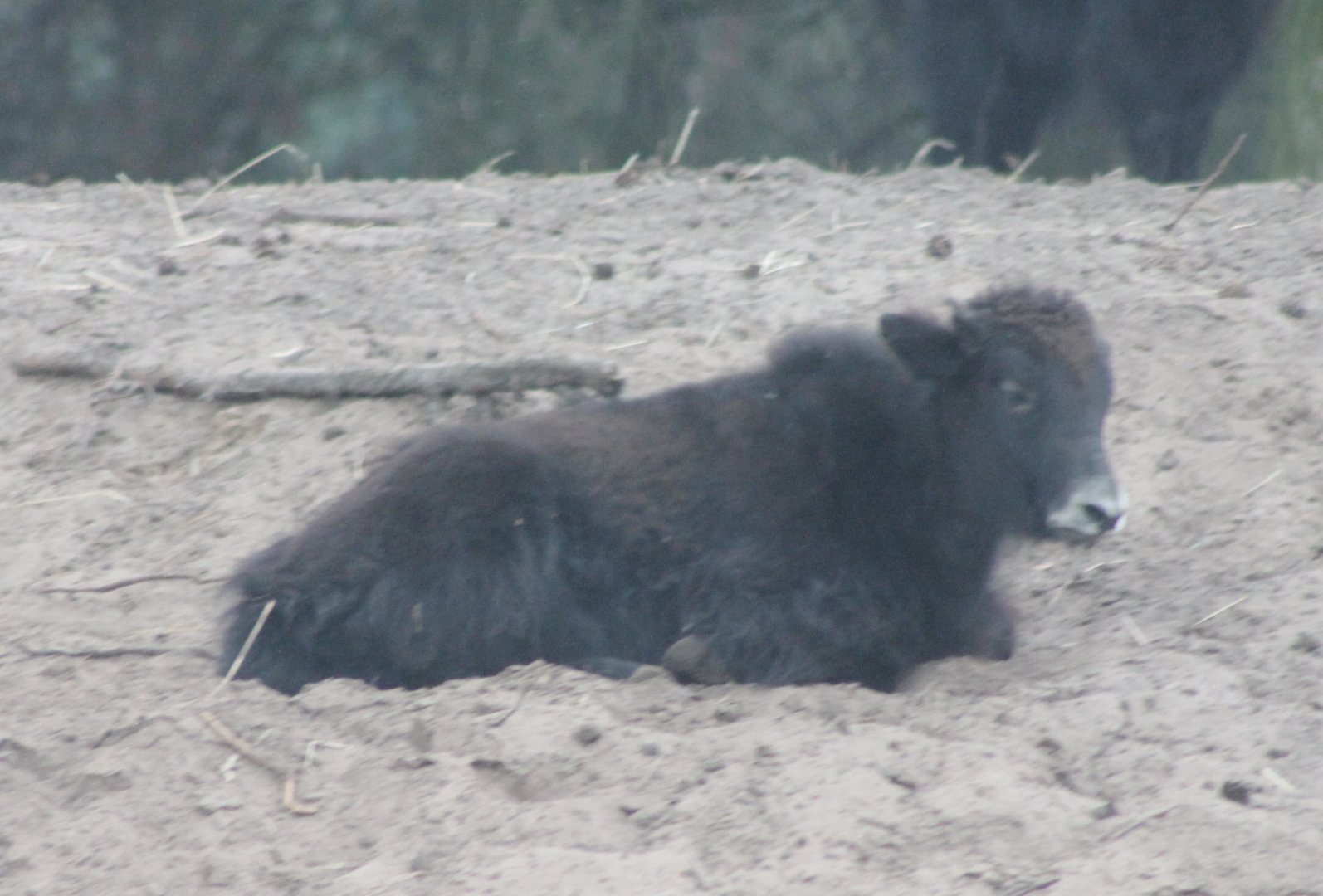 Yak-calf