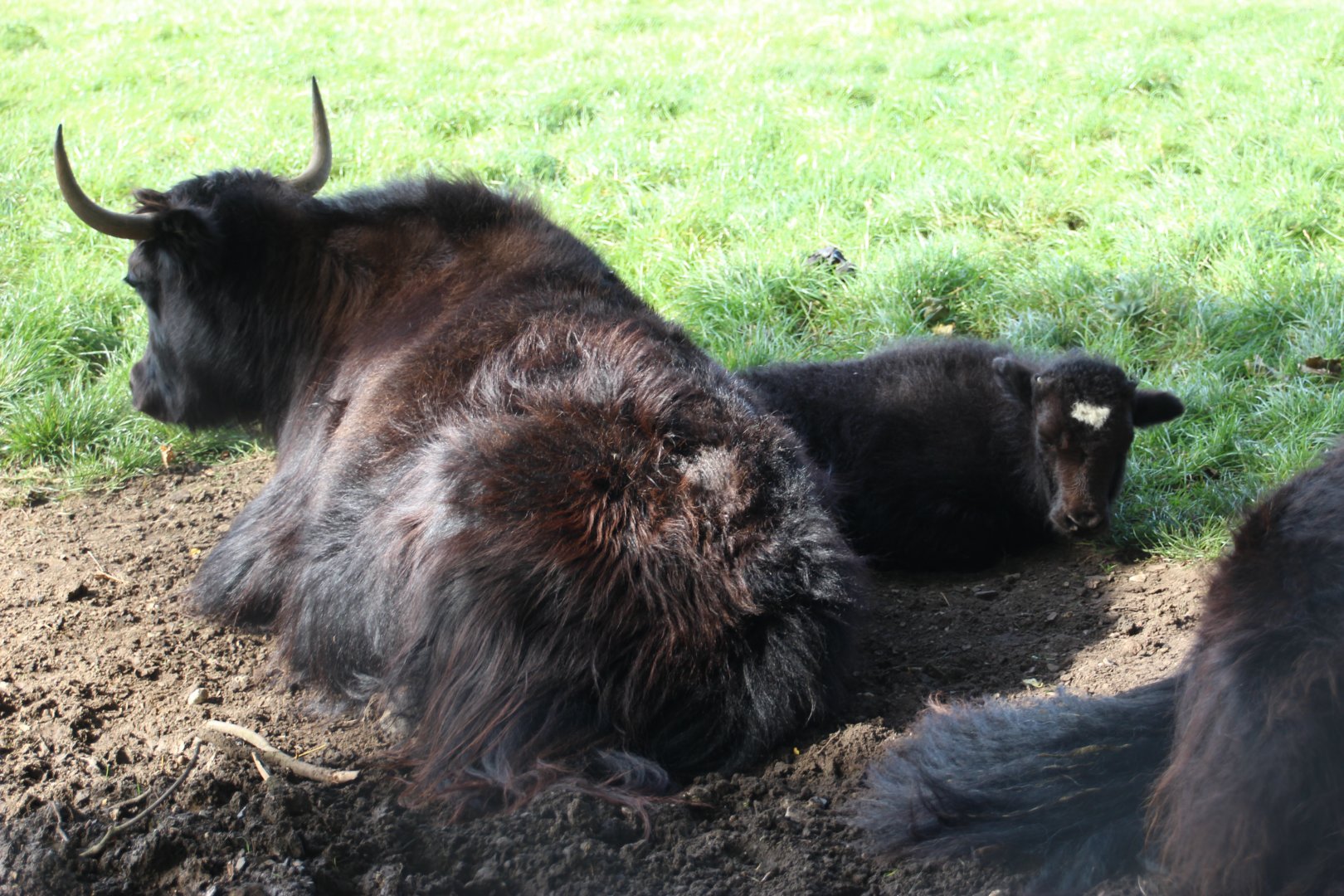 Yak calf