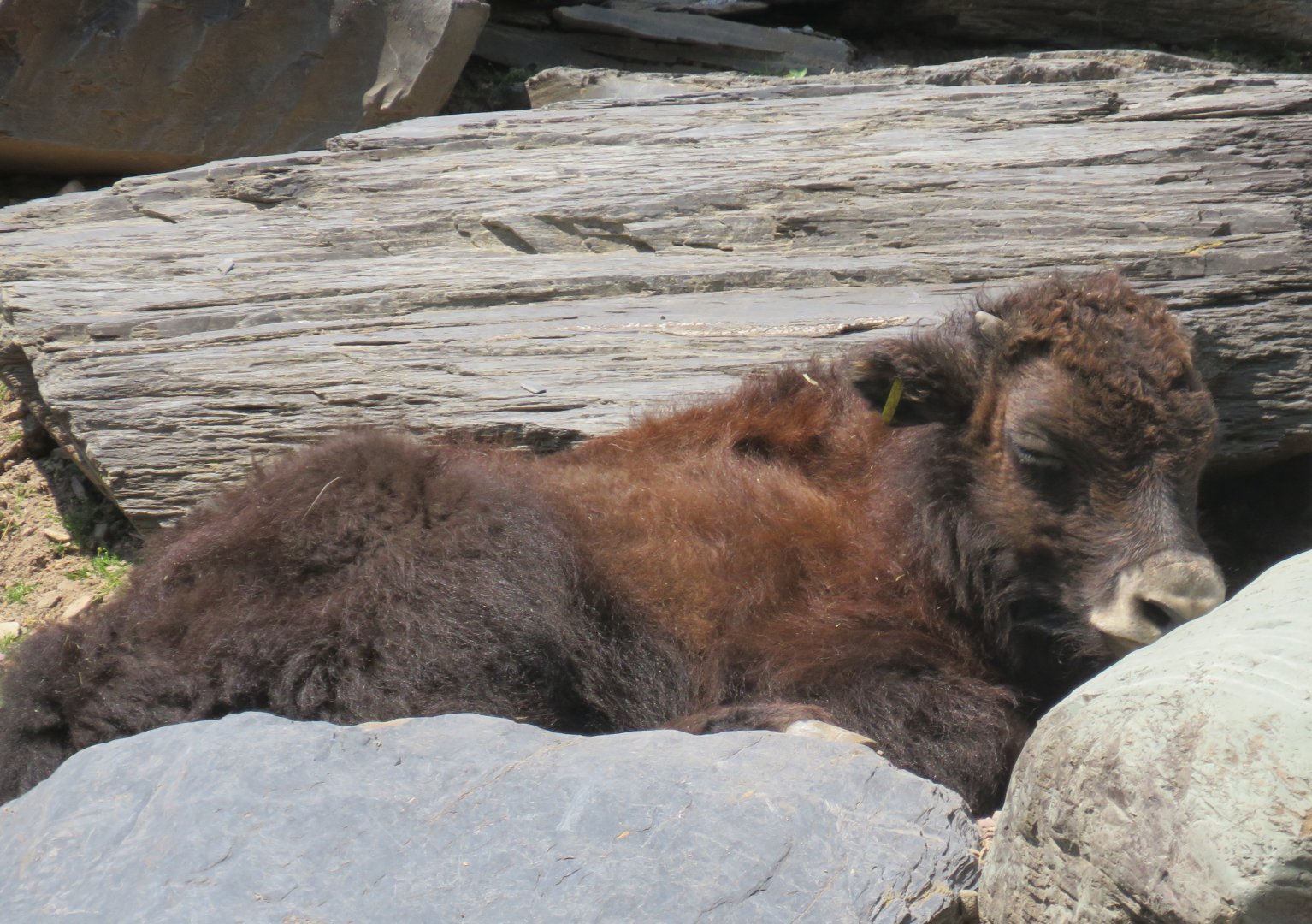 Yak calf