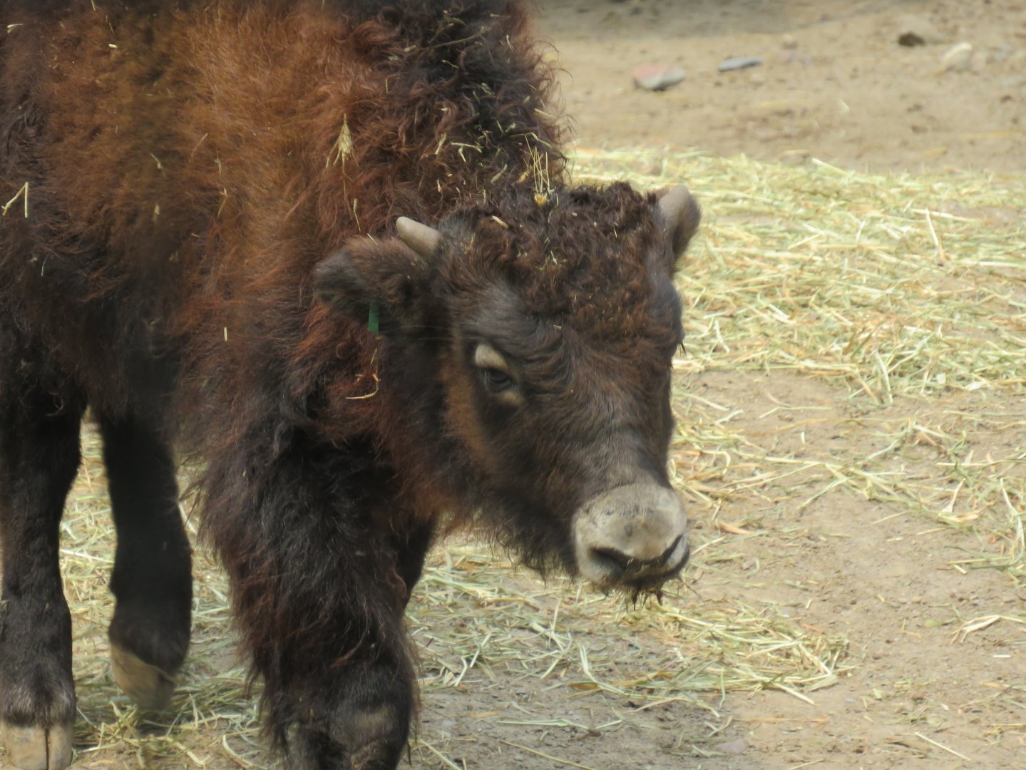 Yak calf