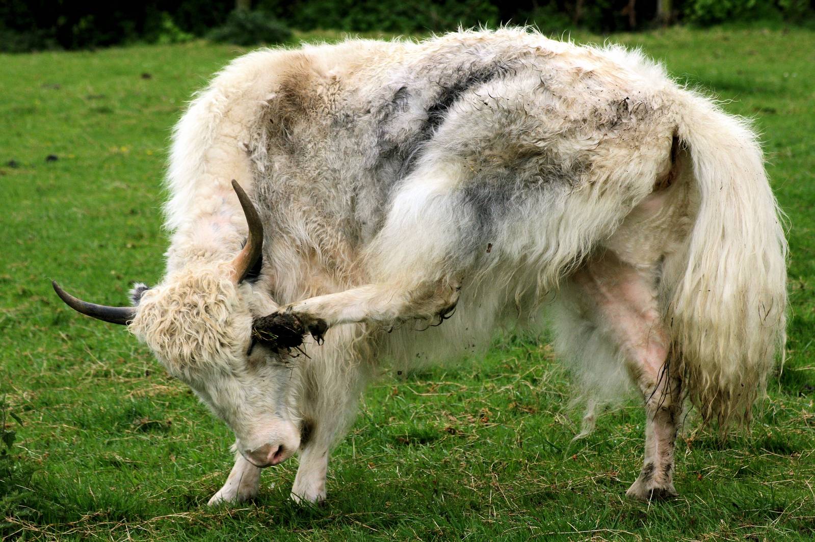 Yak; Christopher Marler's private collection; 11th May 2013