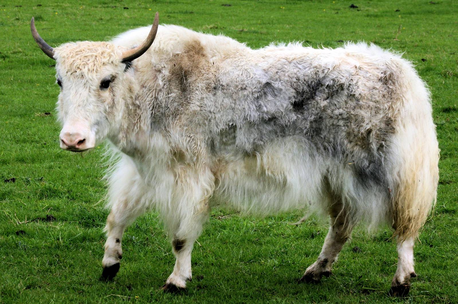 Yak; Christopher Marler's private collection; 11th May 2013