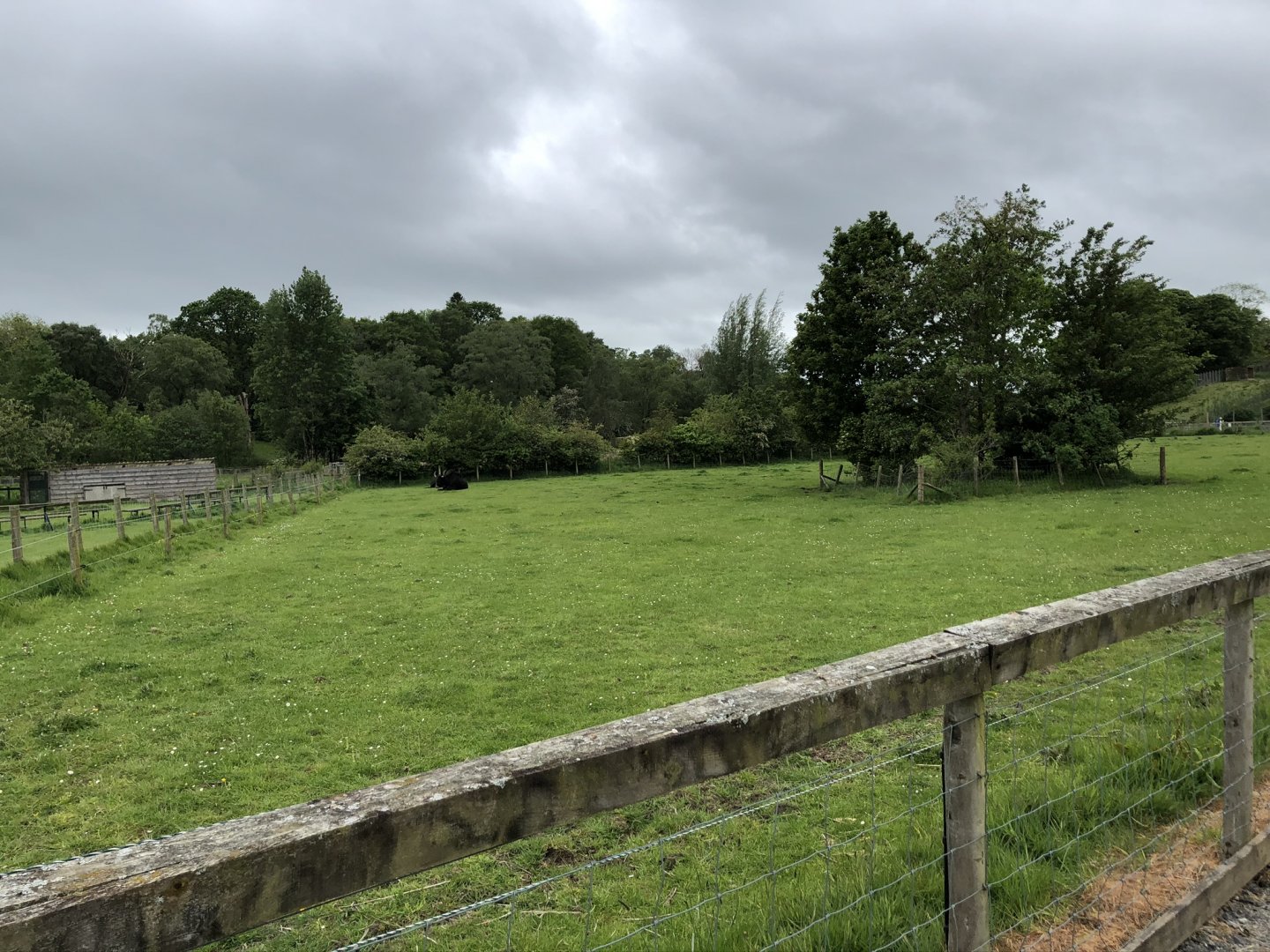 Yak Enclosure at Lake District Wildlife Park (May 2019)