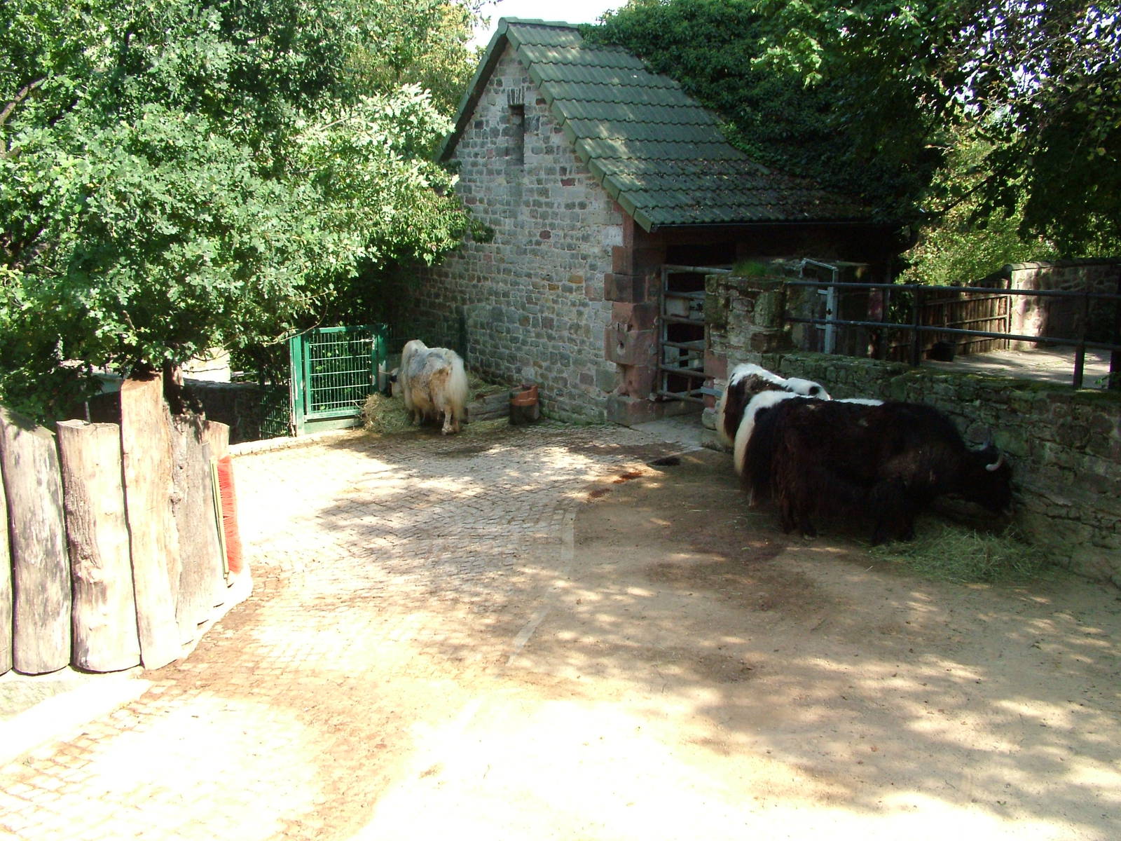 Yak Exhibit at Halle, 04/09/11