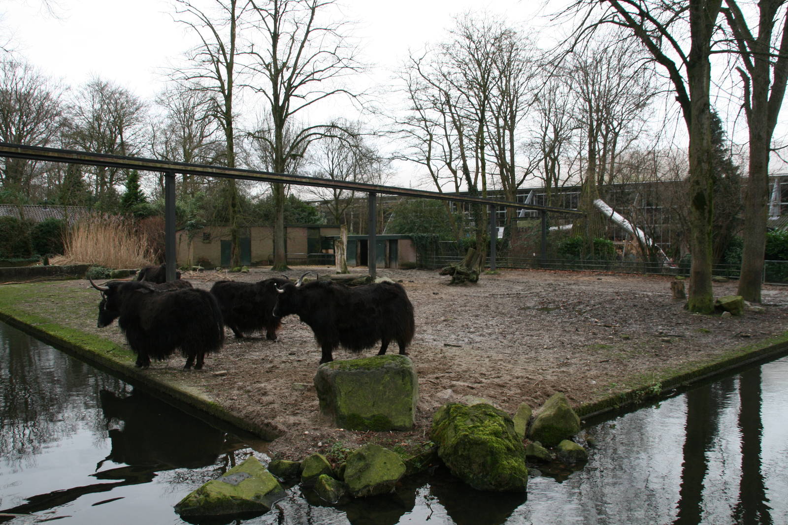 Yak exhibit