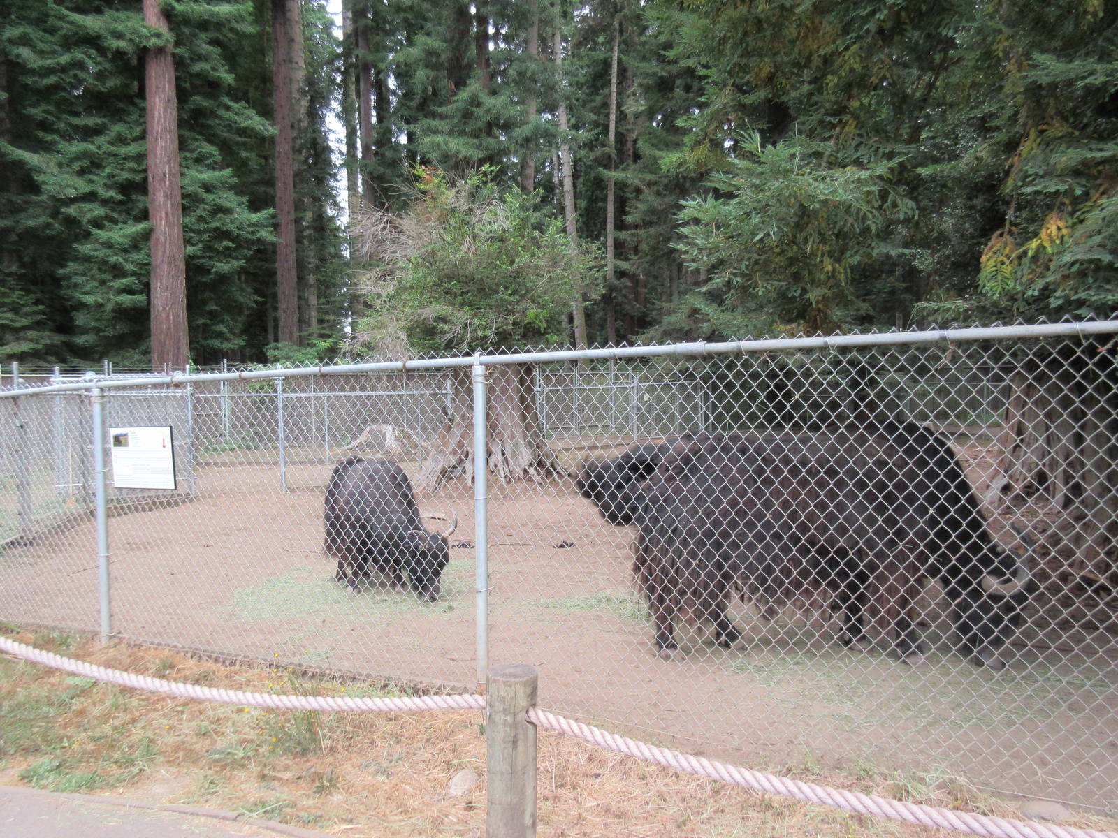 Yak Exhibit