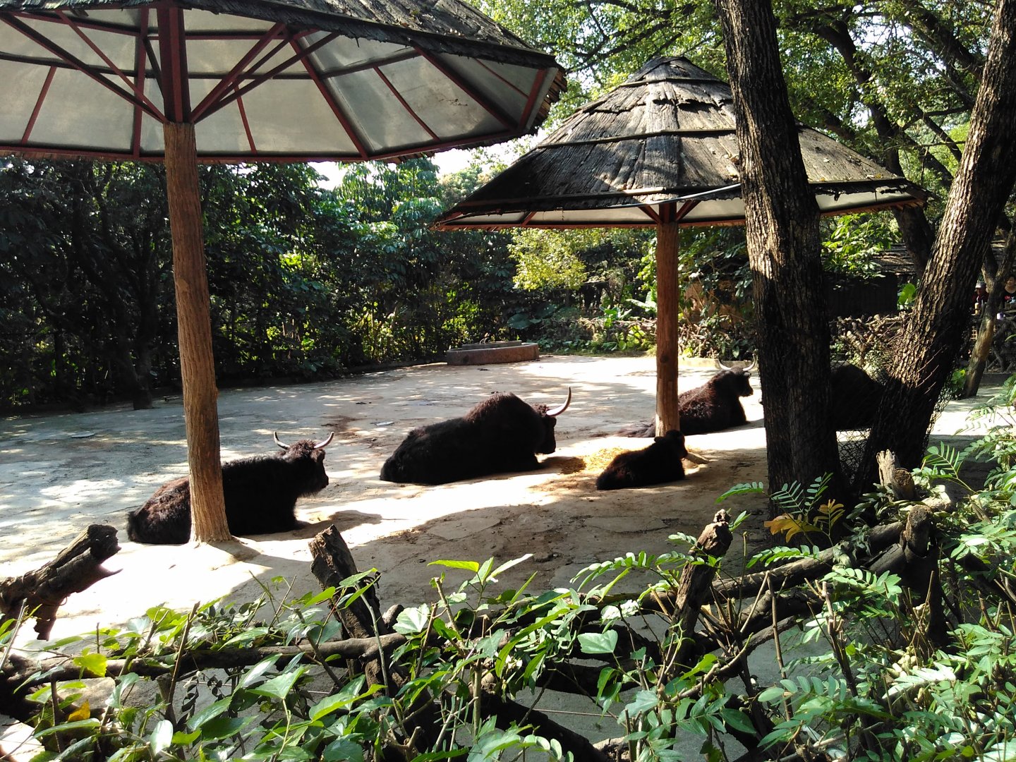 Yak exhibit