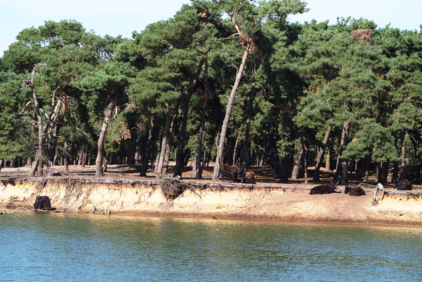 Yak herd at the bank of the safari boat canal, 2019-09-15
