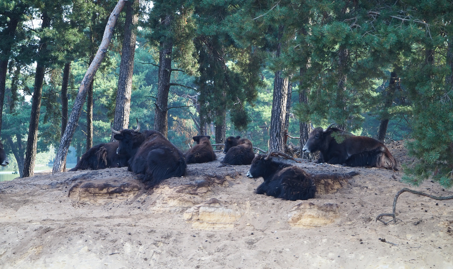 Yak herd (Bos mutus grunniens), 2019-09-15