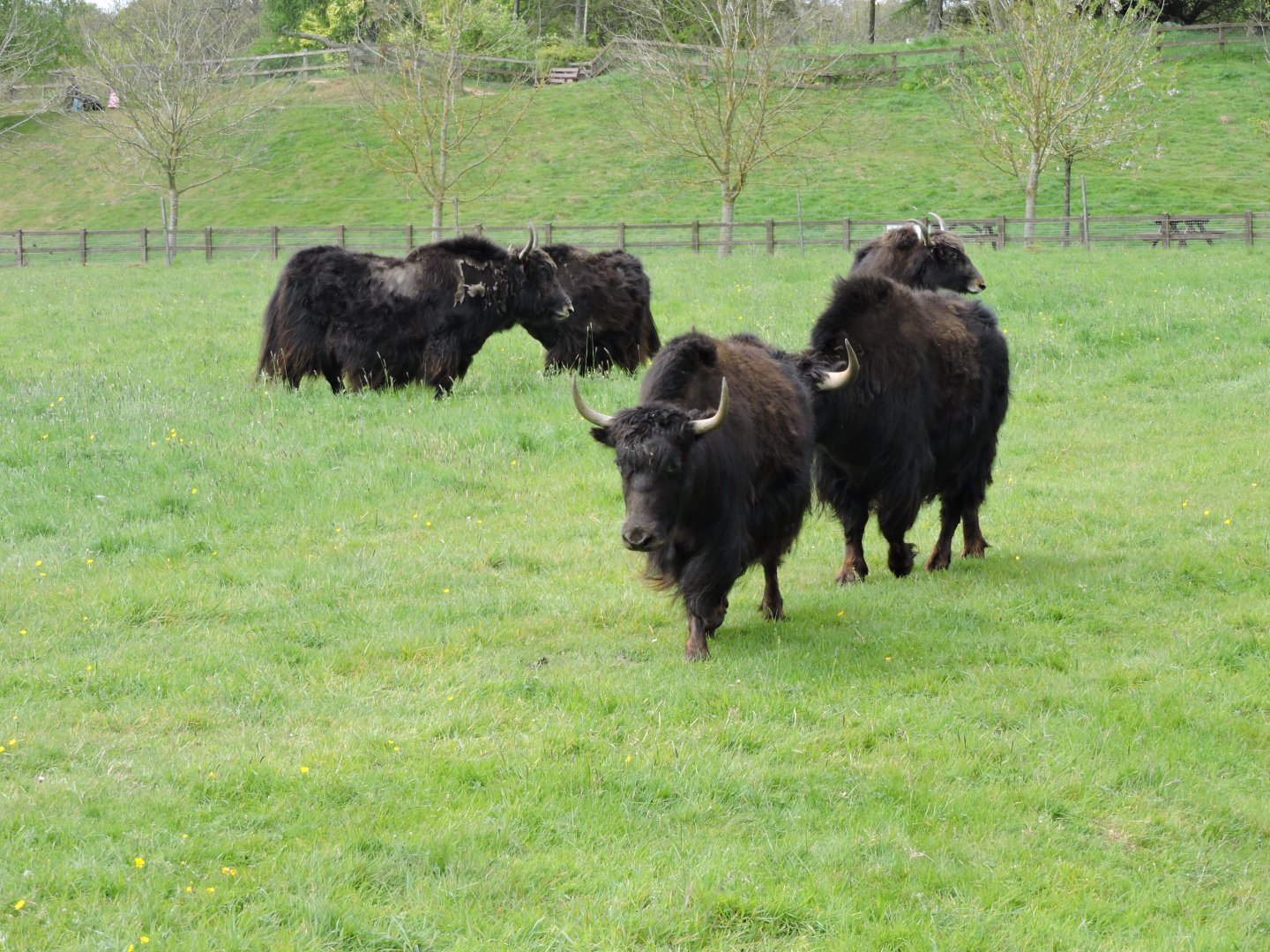 Yak herd in old Onager/Przewalski Horse paddock