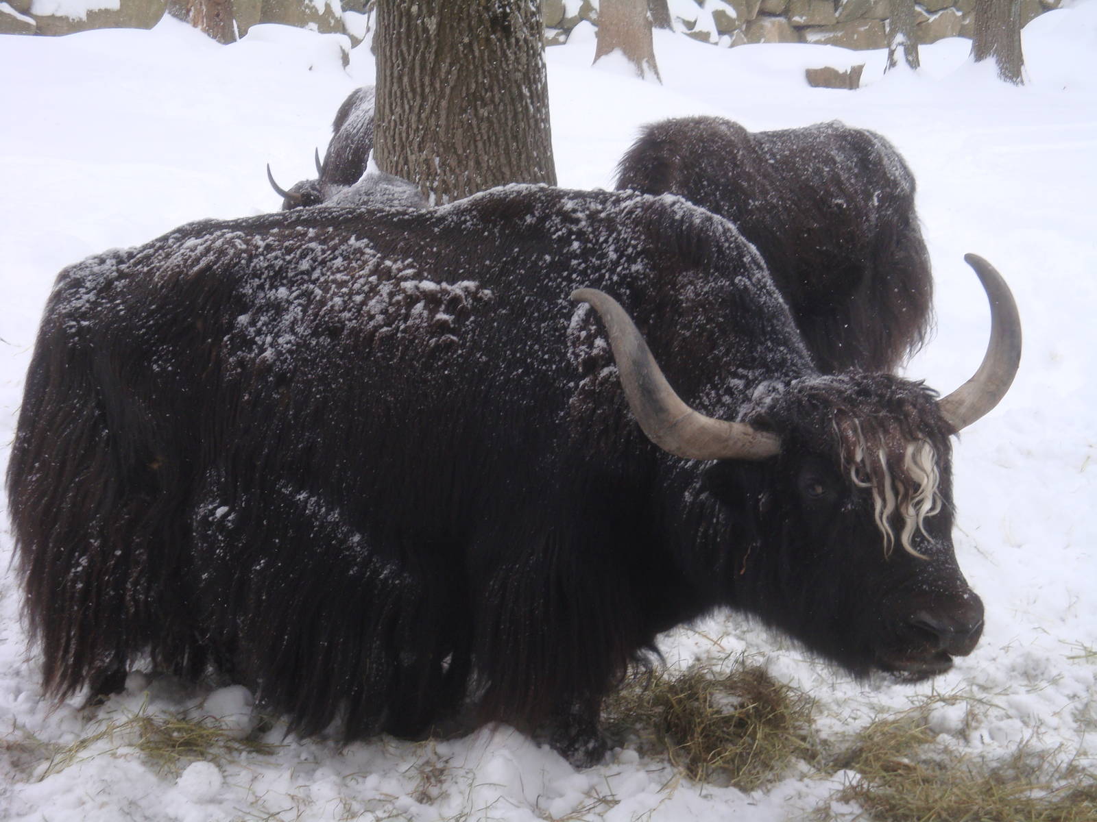 Yak in the snowstorm