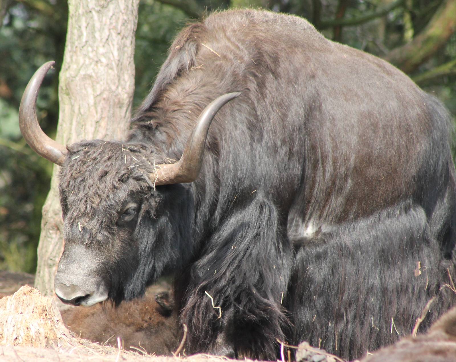 Yak - male