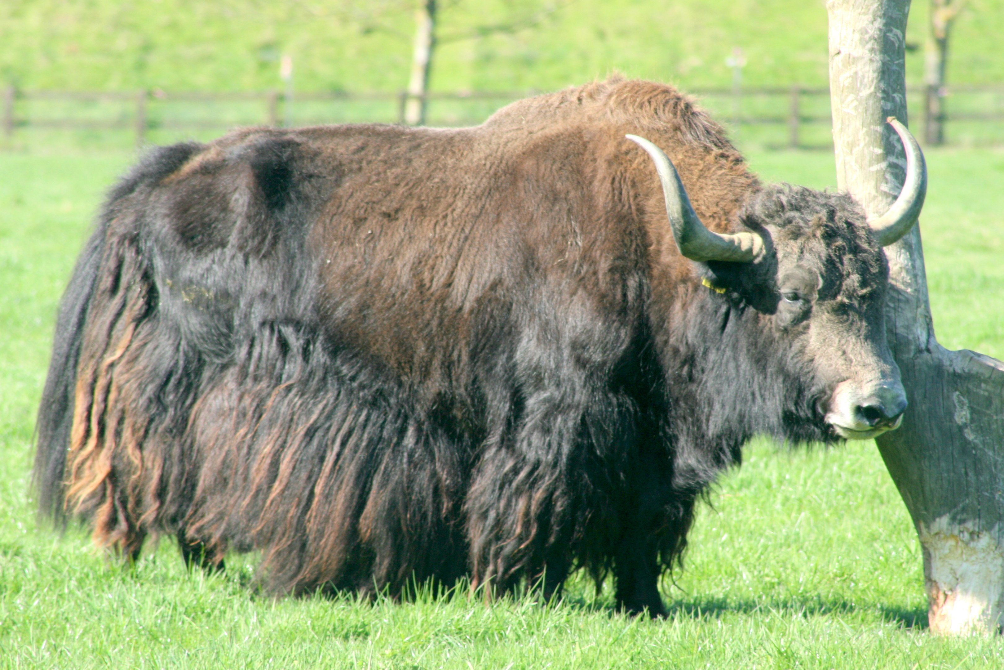 Yak (old Onager Paddock); Whipsnade; 8th April 2017