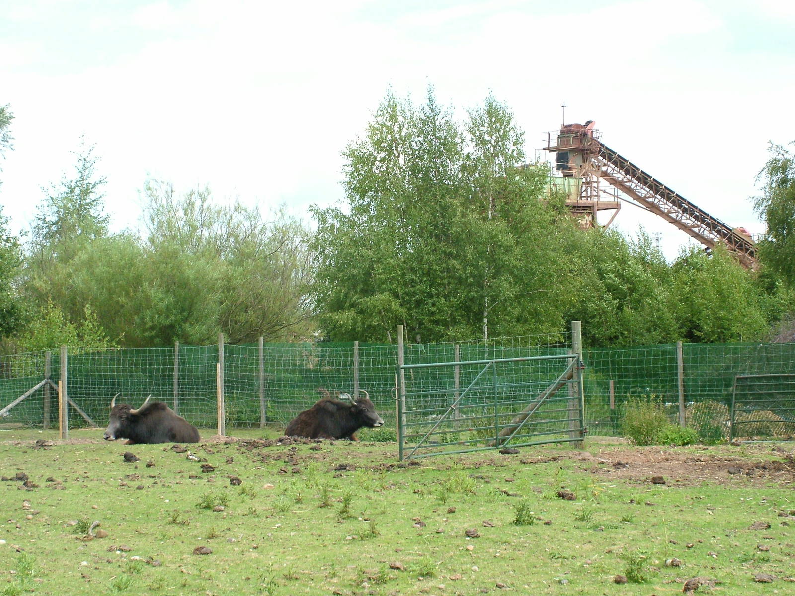 Yak paddock at Wetlands WP 02/08/09