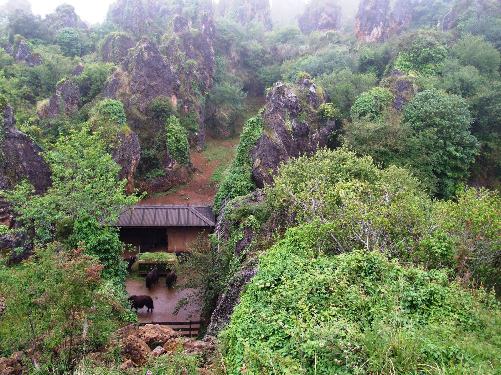 Yak Stabling at Cabarceno, 11/06/15