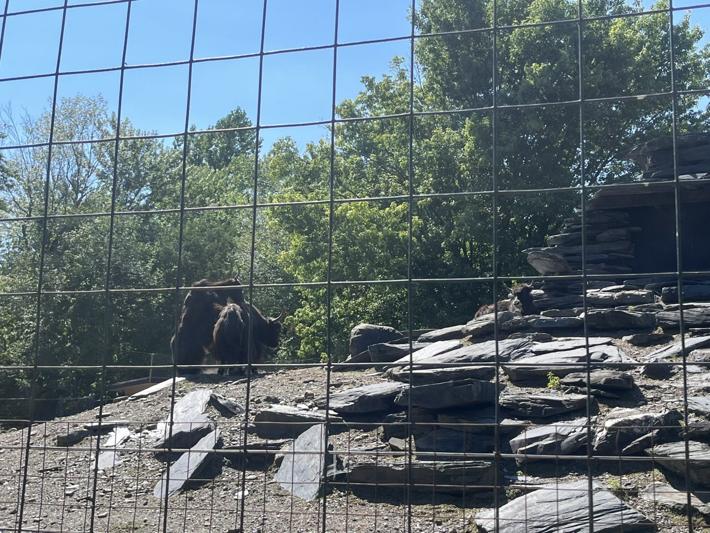 Yak trying to climb on another