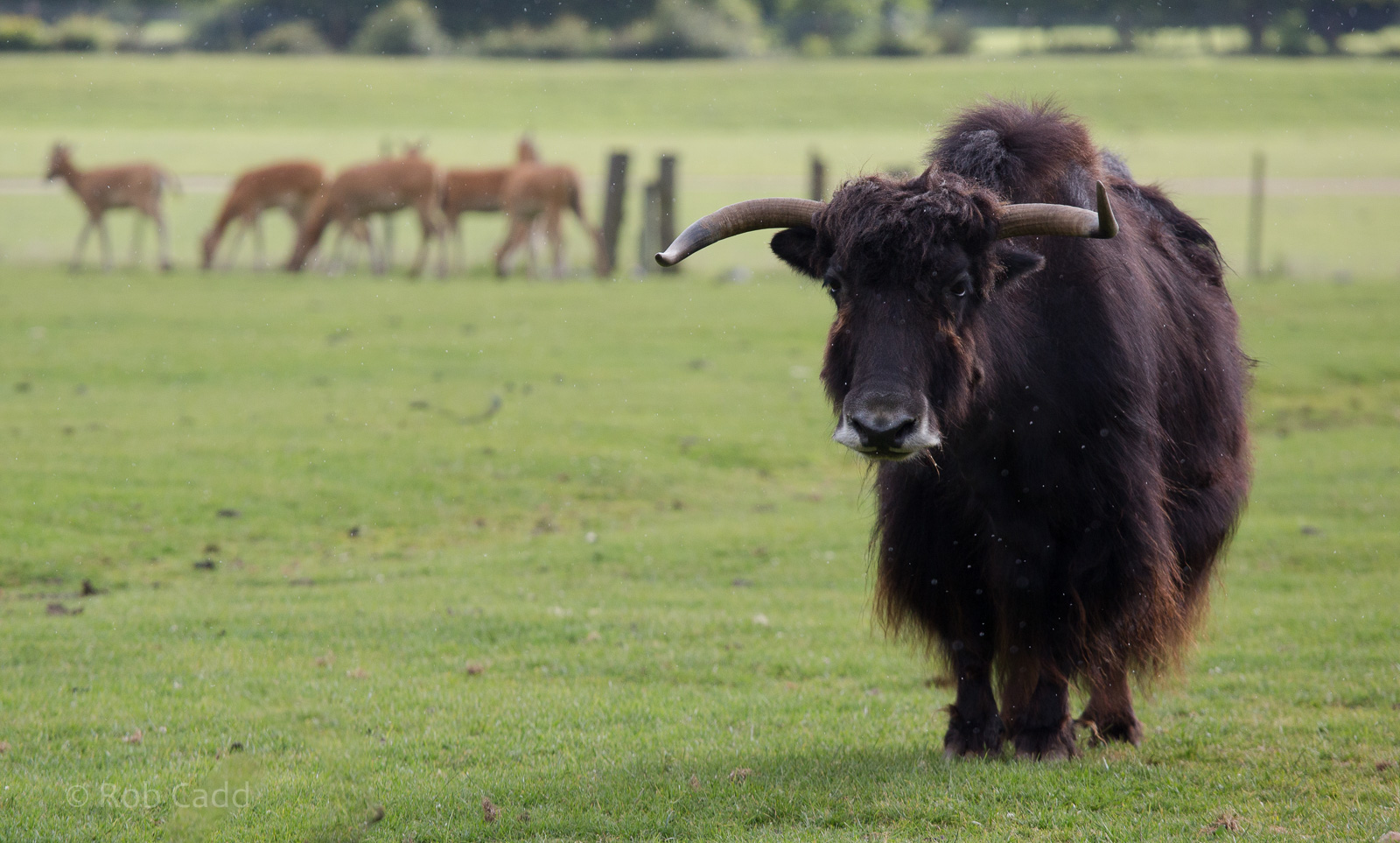 Yak : Whipsnade : 29 Jun 2014