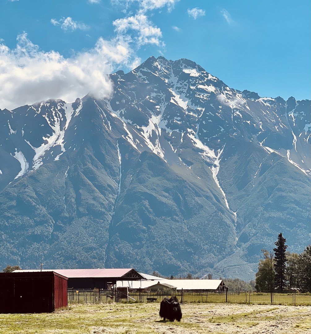 Yak with dramatic background