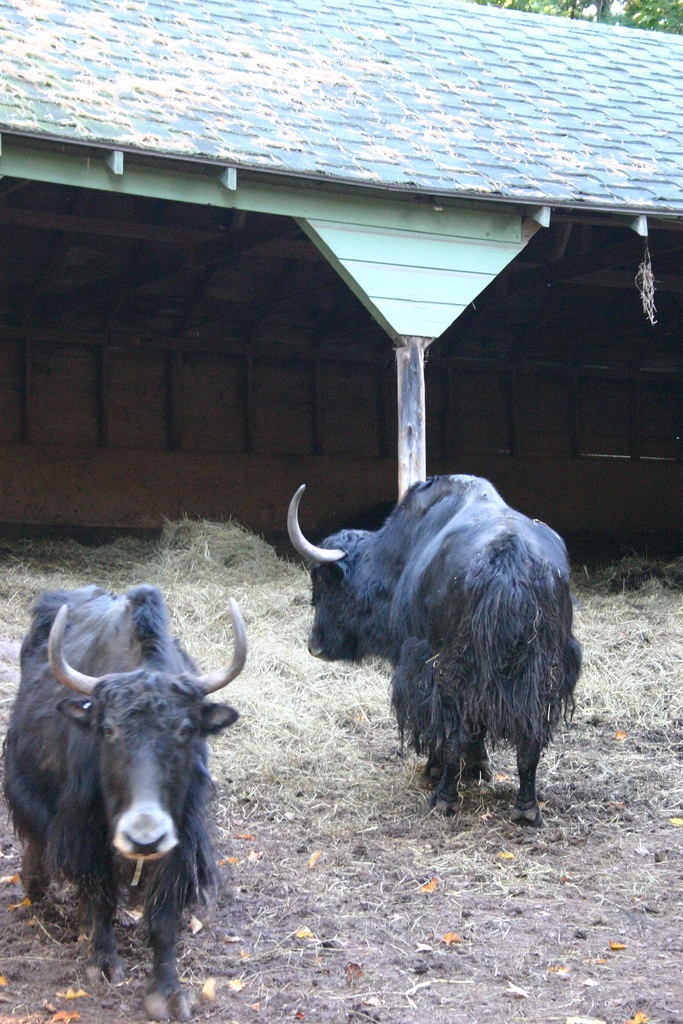 Yak
