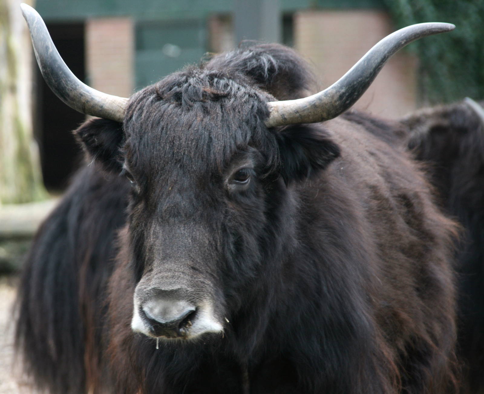 yak