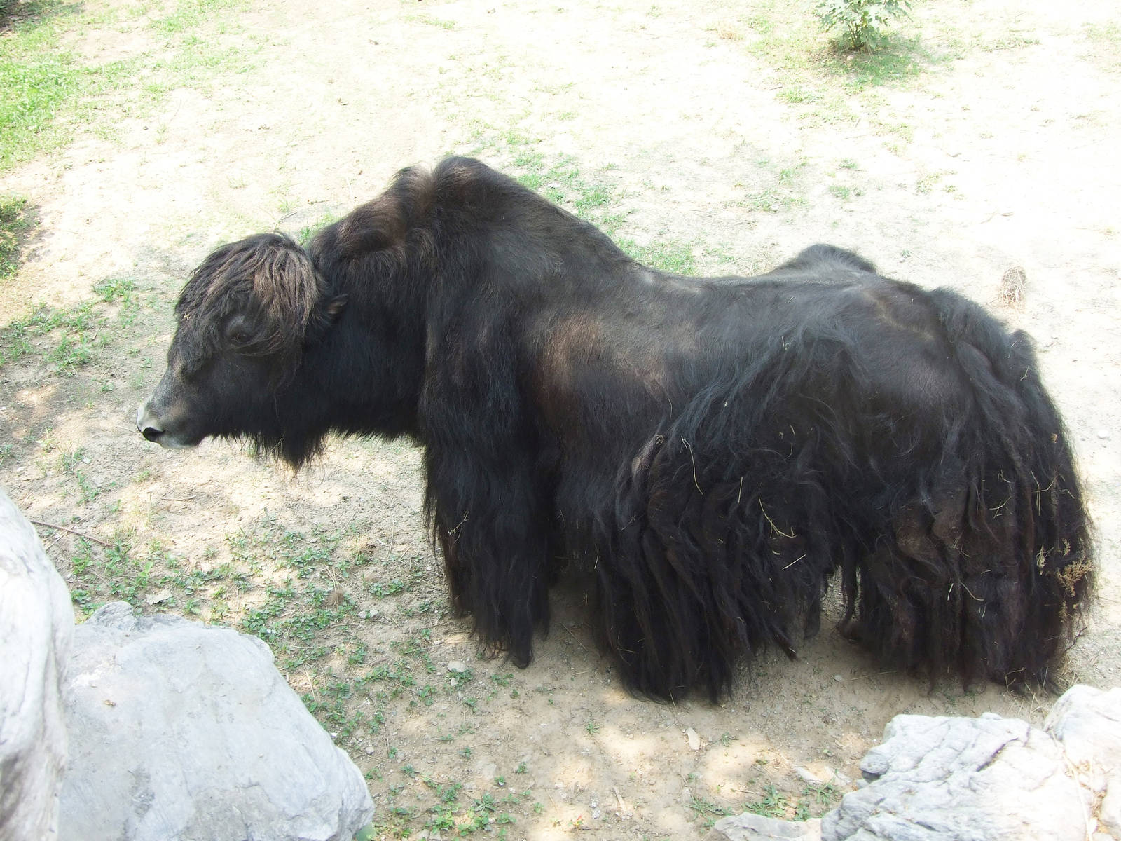 Yak